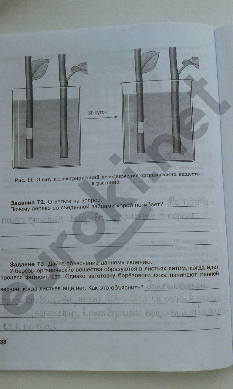 Рабочая тетрадь по биологии 6 класс. ФГОС Хрыпова, Житко Страница 38