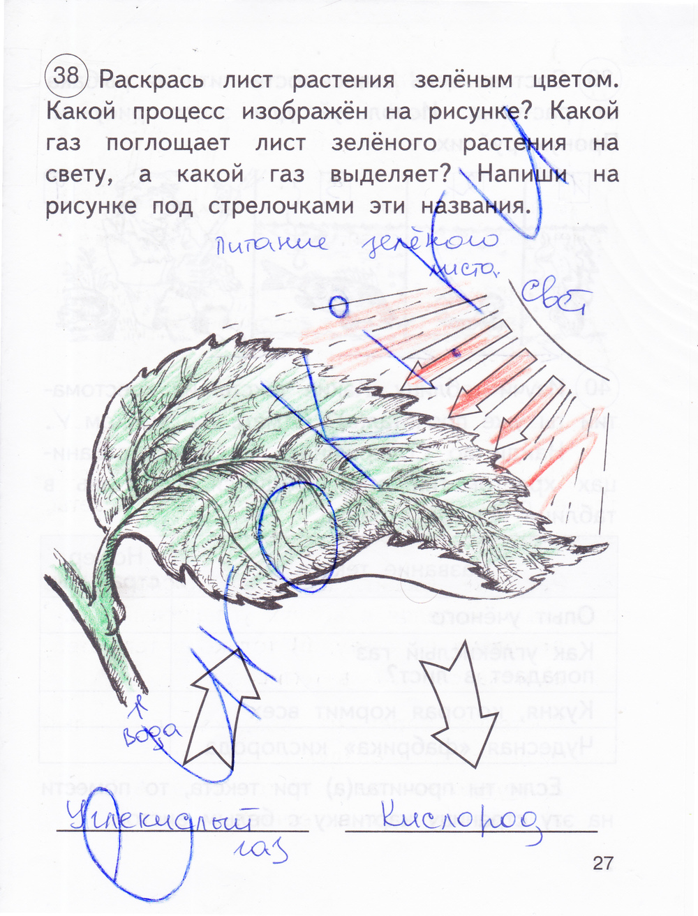 Рабочая тетрадь по окружающему миру 2 класс. Часть 1, 2. ФГОС Федотова, Трафимова Страница 27