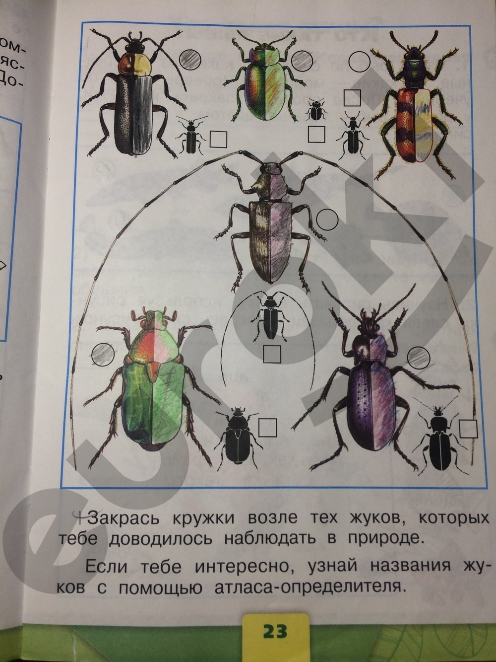 Рабочая тетрадь по окружающему миру 1 класс. Часть 1, 2. ФГОС Плешаков Страница 23