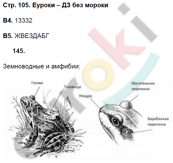 Рабочая тетрадь по биологии 7 класс. ФГОС Захаров, Сонин Страница 105