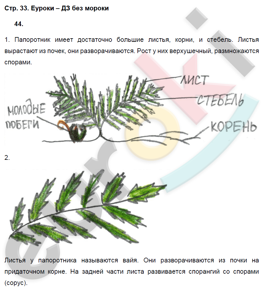 Рабочая тетрадь по биологии 7 класс. ФГОС Захаров, Сонин Страница 33