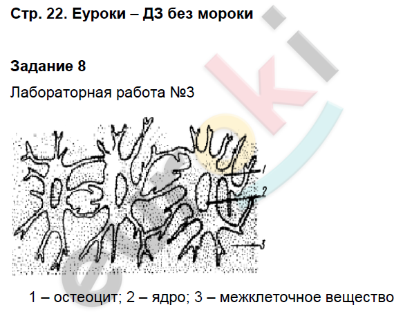 Биология 8 класс лабораторная работа 6. Биология 8 кл лабораторная раб 3 строение костной ткани. Лабораторная работа по биологии 8 класс драгомилов. Рабочая тетрадь по биологии 8 класс строение костной ткани. Биология 8 лабораторная работа строение костной ткани.