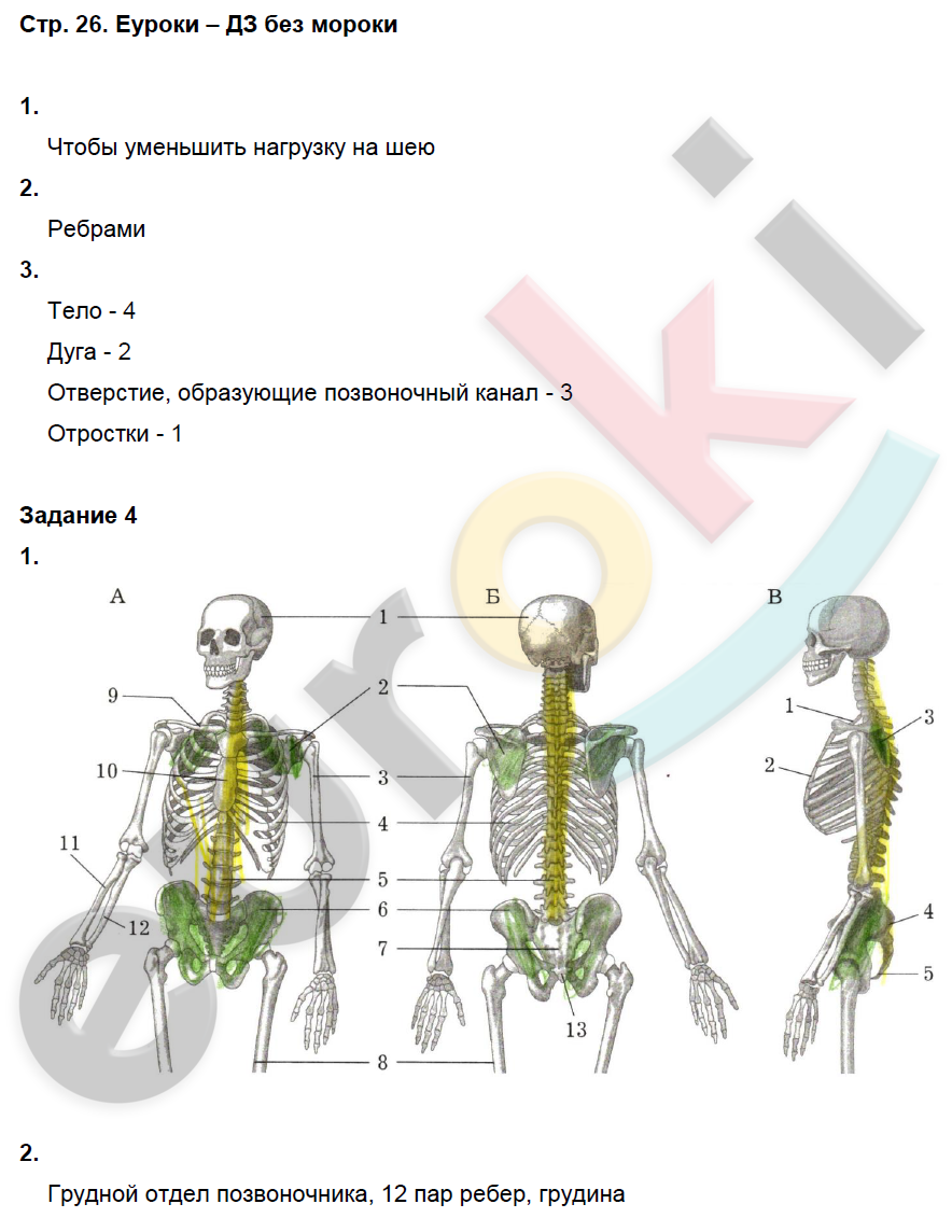 Рабочая тетрадь по биологии 8 класс. Часть 1, 2. ФГОС Маш, Драгомилов Страница 26
