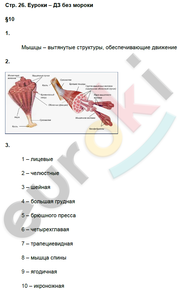 Рабочая тетрадь по биологии 8 класс. ФГОС Пасечник, Швецов Страница 26