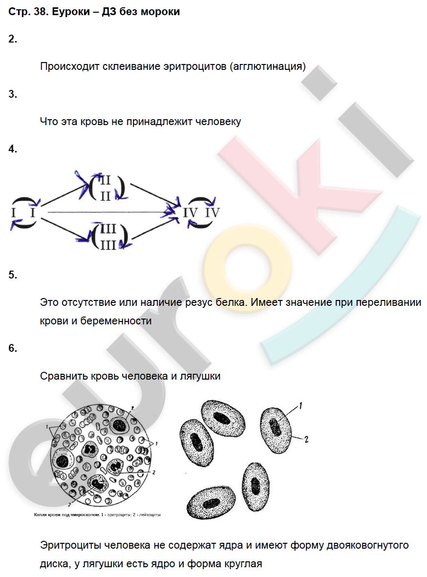 Рабочая тетрадь по биологии 8 класс. ФГОС Пасечник, Швецов Страница 38