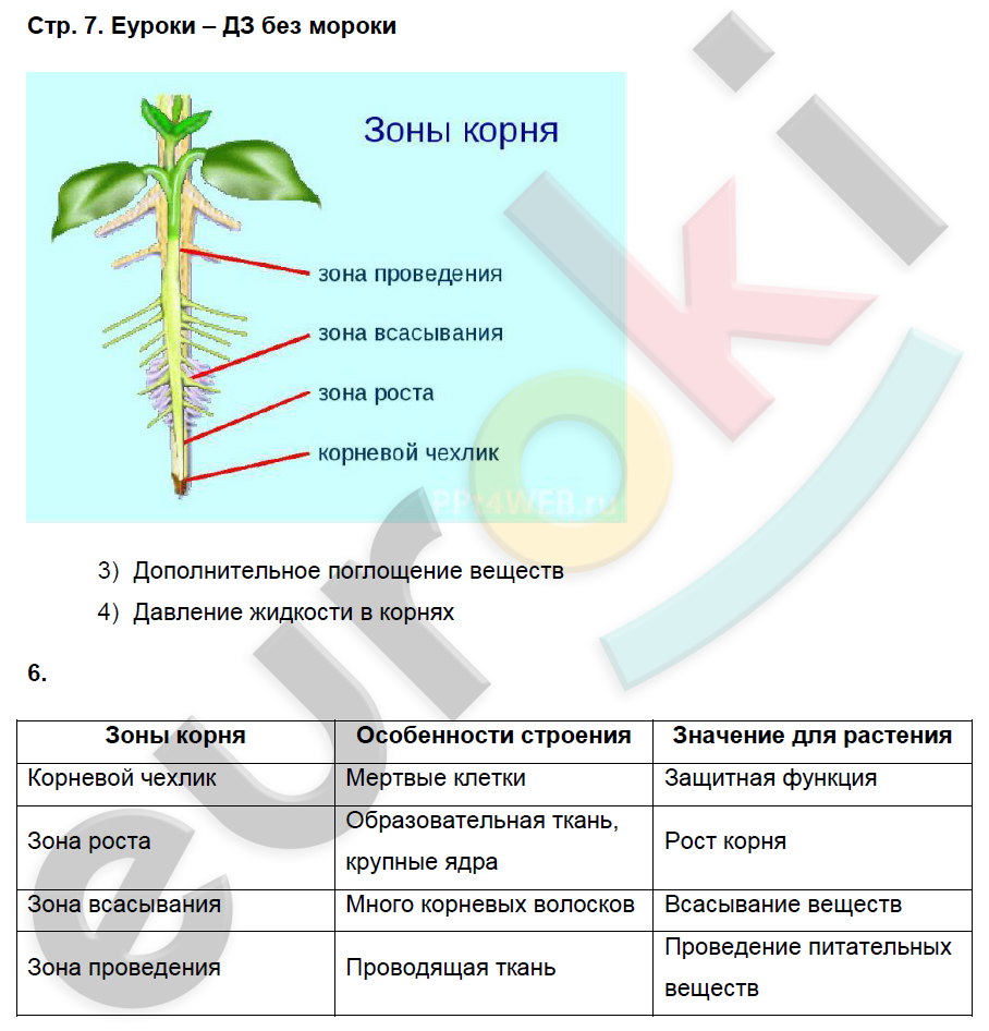 Биология 6 класс параграф 23 схема