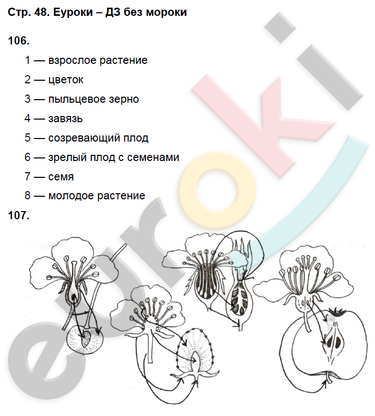 План по биологии 6 класс параграф 6