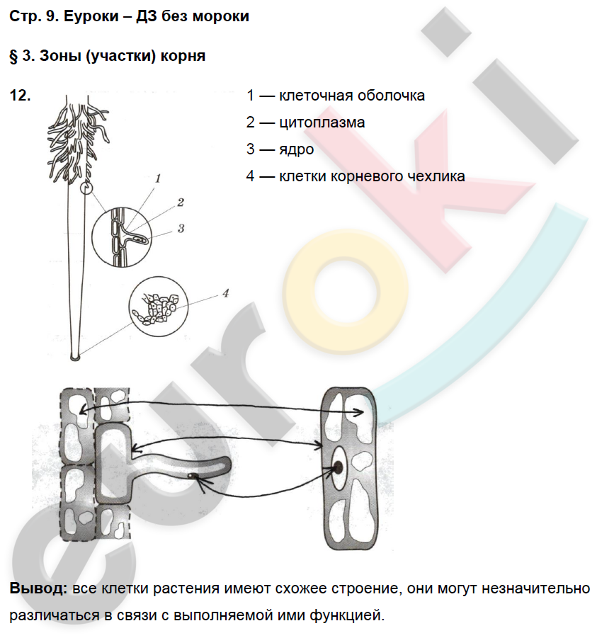 Рабочая тетрадь по биологии 6 класс. ФГОС Пасечник Страница 9