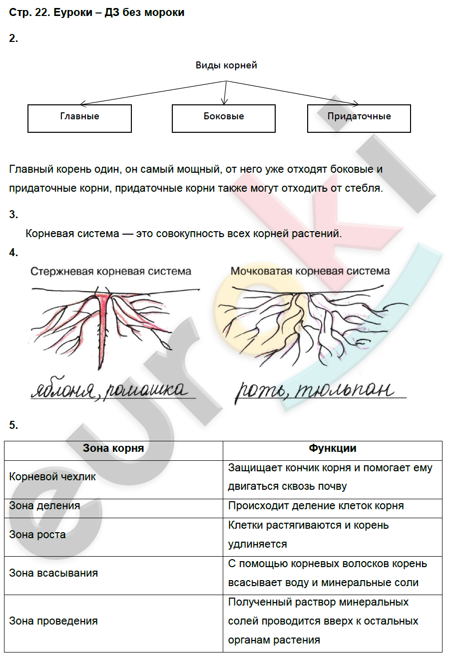 Ответы по биологии 6 класс учебник. Задачи по биологии 6 класс. Лабораторная работа по биологии 6 класс корневая система. Биология 6 класс Исаева. Биология 6 класс Романова.