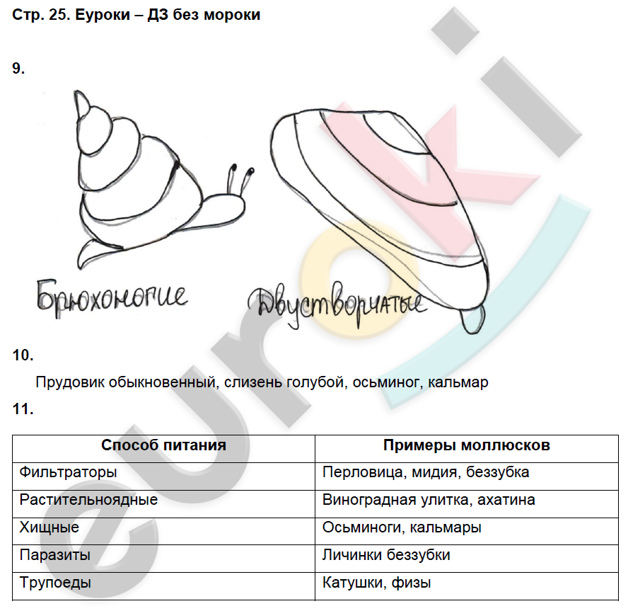 Работа по моллюскам 7 класс биология. Рабочая тетрадь по биологии 7 класс моллюски. Гдз биология 7 класс моллюски. Гдз по биологии 7 класс Тип моллюски. Лабораторная работа по биологии беззубка.