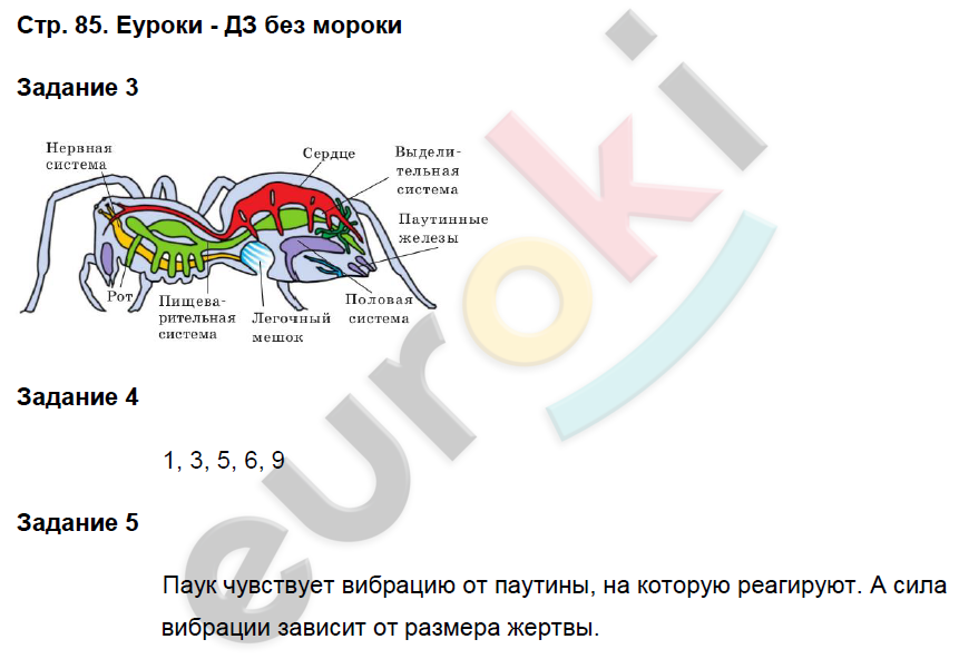 Тест паукообразные 7 класс