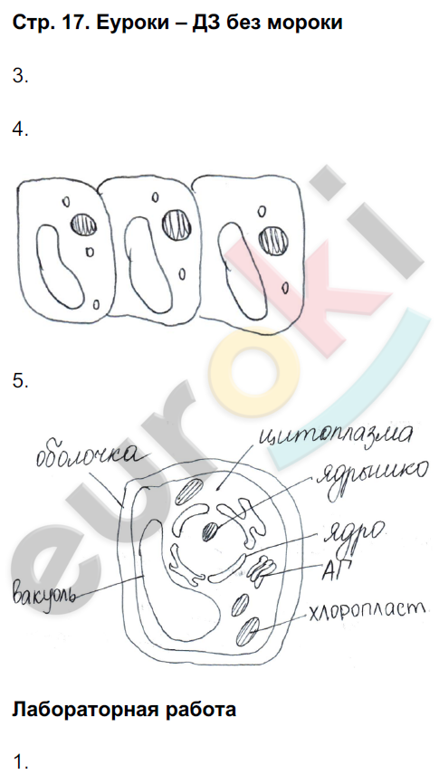 Рабочая тетрадь по биологии 6 класс. ФГОС Сонин (с пчелой) Страница 17