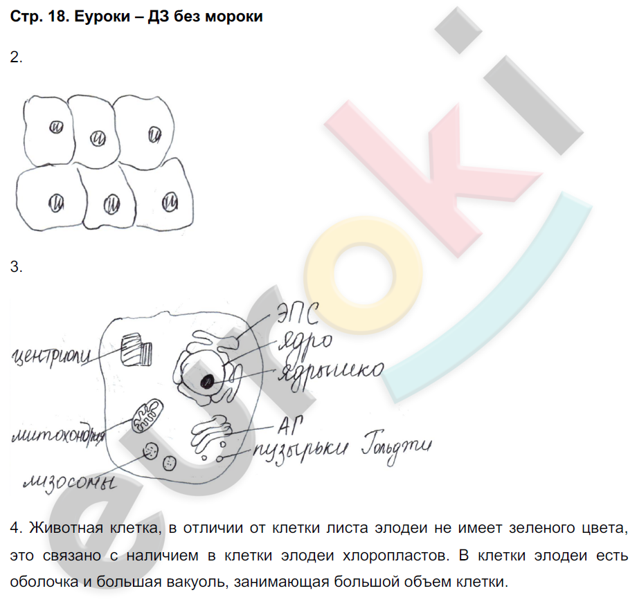 Рабочая тетрадь по биологии 6 класс. ФГОС Сонин (с пчелой) Страница 18