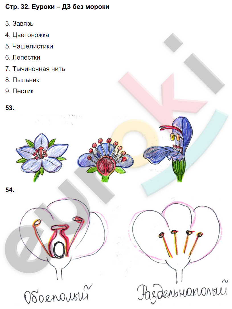 Рабочая тетрадь по биологии 6 класс. ФГОС Сонин (с пчелой) Страница 32