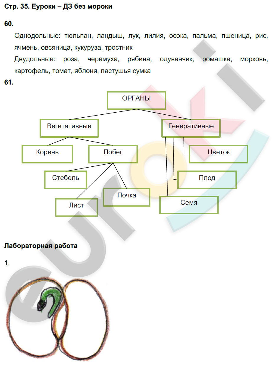 Рабочая тетрадь по биологии 6 класс. ФГОС Сонин (с пчелой) Страница 35