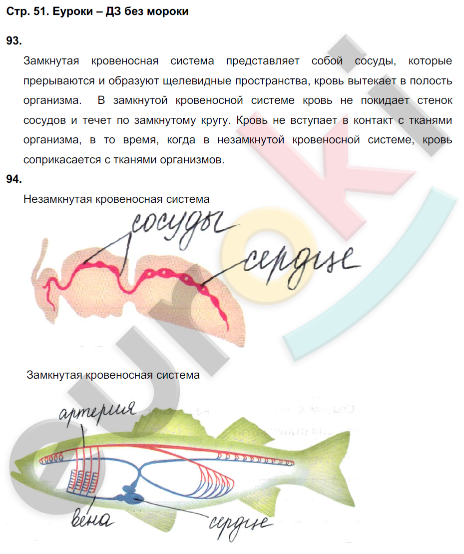 Рабочая тетрадь по биологии 6 класс. ФГОС Сонин (с пчелой) Страница 51