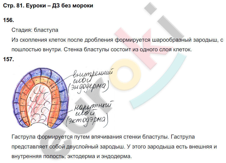 Рабочая тетрадь по биологии 6 класс. ФГОС Сонин (с пчелой) Страница 81