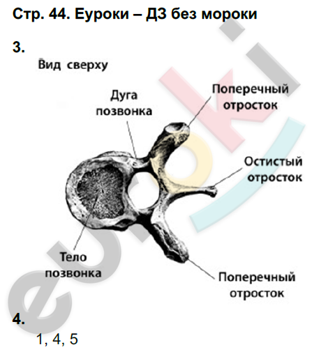 Рабочая тетрадь по биологии 8 класс. ФГОС Жемчугова, Романова Страница 44