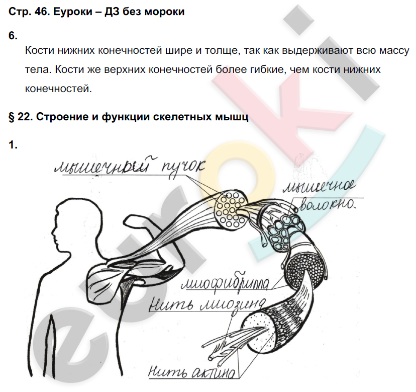 Рабочая тетрадь по биологии 8 класс. ФГОС Жемчугова, Романова Страница 46