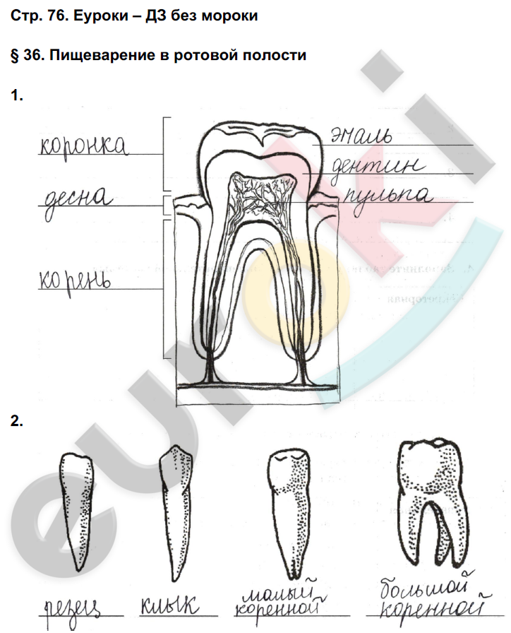 Рабочая тетрадь по биологии 8 класс. ФГОС Жемчугова, Романова Страница 76