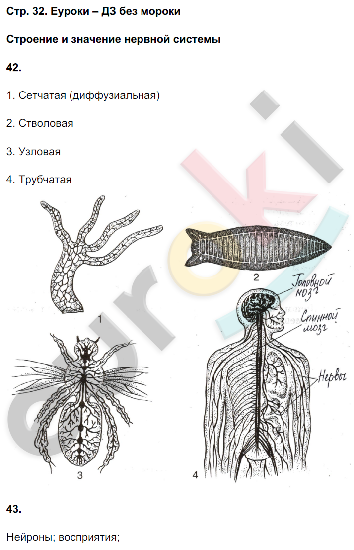 Рабочая тетрадь по биологии 8 класс. ФГОС Сонин, Агафонова Страница 32
