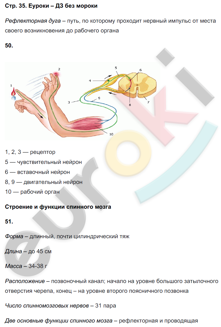Рабочая тетрадь по биологии 8 класс. ФГОС Сонин, Агафонова Страница 35
