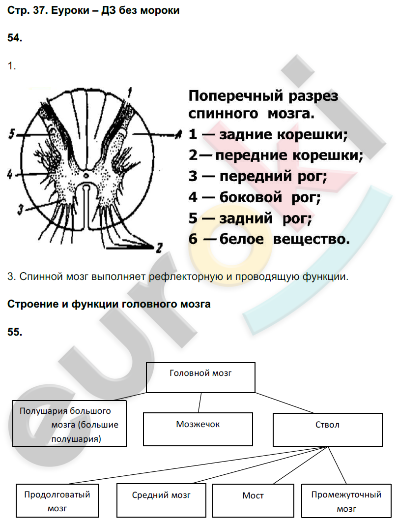 Рабочая тетрадь по биологии 8 класс. ФГОС Сонин, Агафонова Страница 37