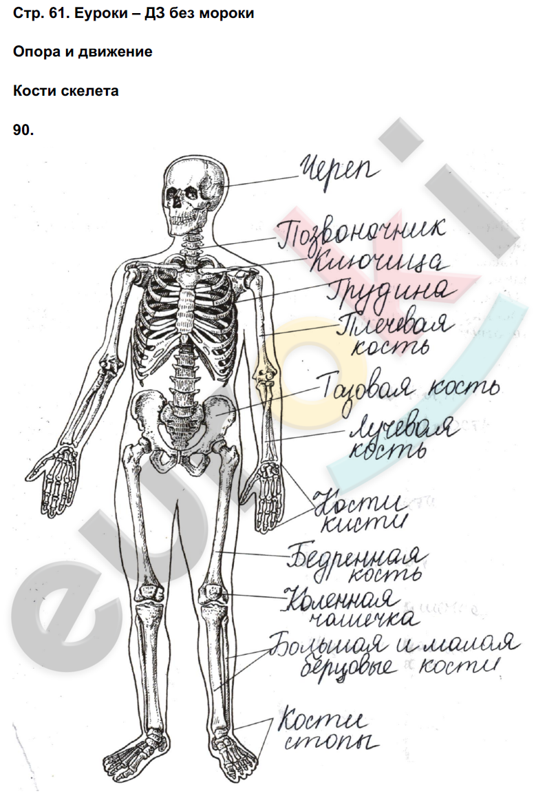 Рабочая тетрадь по биологии 8 класс. ФГОС Сонин, Агафонова Страница 61