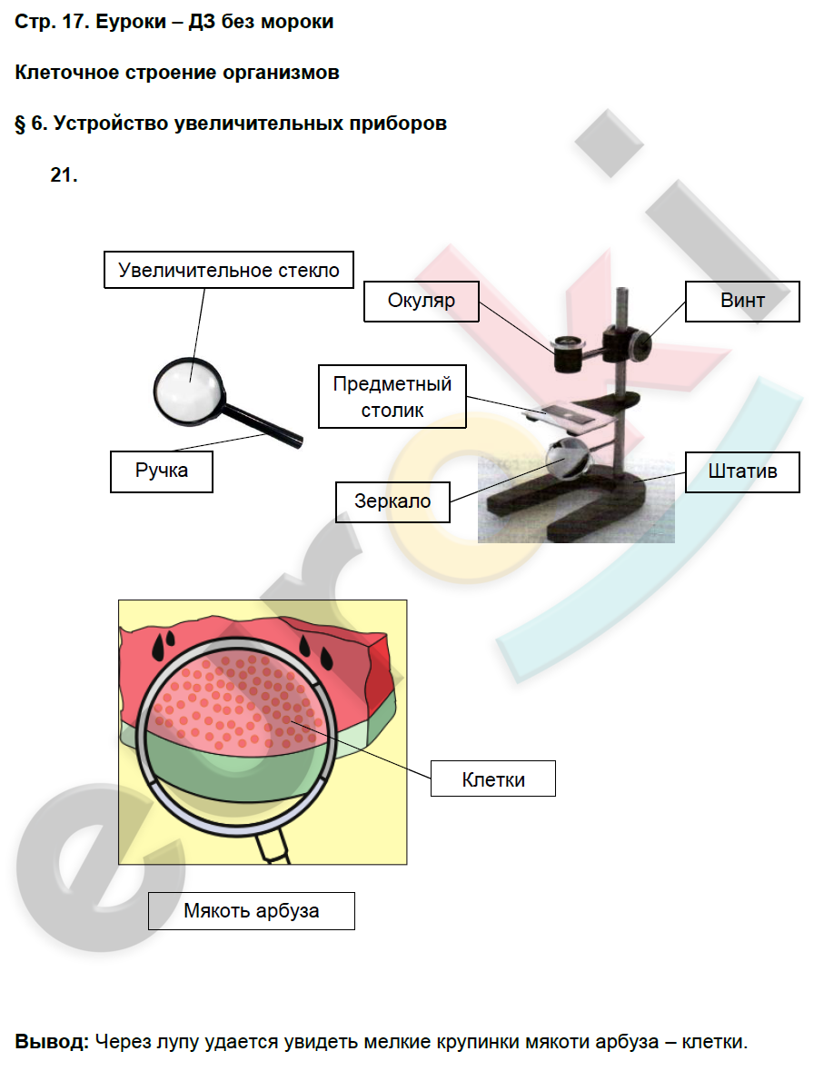 Биология 5 класс лабораторная работа изучение клеток. Лабораторная работа по биологии 5 класс микроскоп. Лабораторная работа по биологии 5. Лабораторная работа по биологии устройство лупы. Лабораторная по биологии 5 класс микроскоп и лупа.