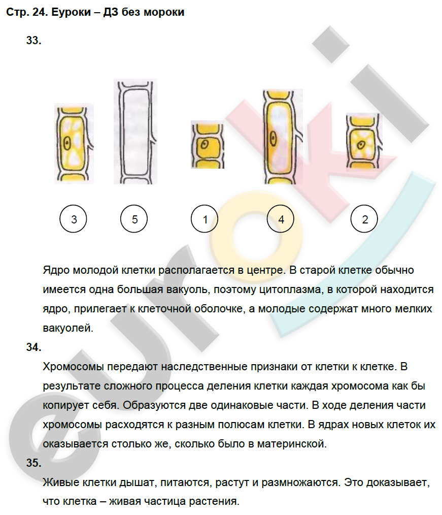 Рабочая тетрадь по биологии 5 класс. ФГОС Пасечник Страница 24