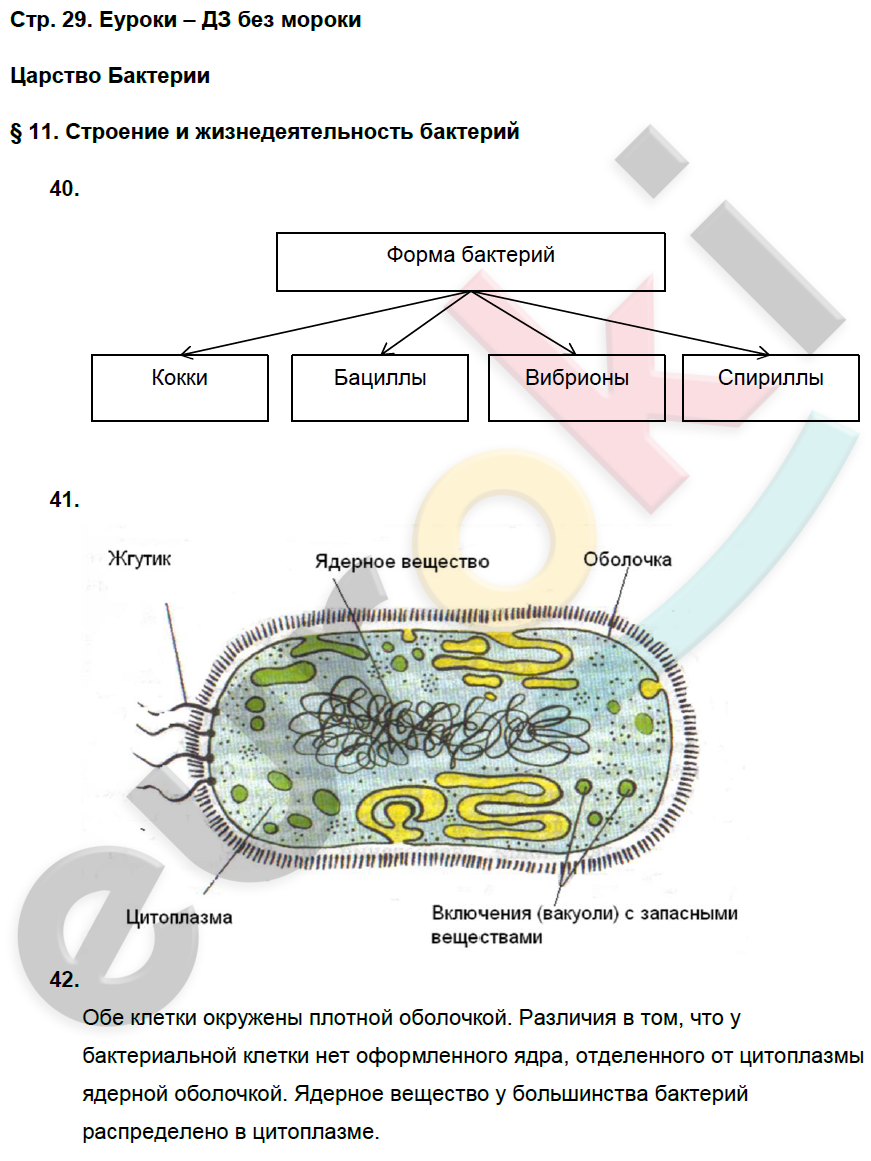 Биология 5 класс стр 11. Строение бактериальной клетки рабочая тетрадь. Форма бактерий 5 класс биология Пасечник. Царство бактерий строение и жизнедеятельность бактерий. Царство бактерий строение 5 класс.