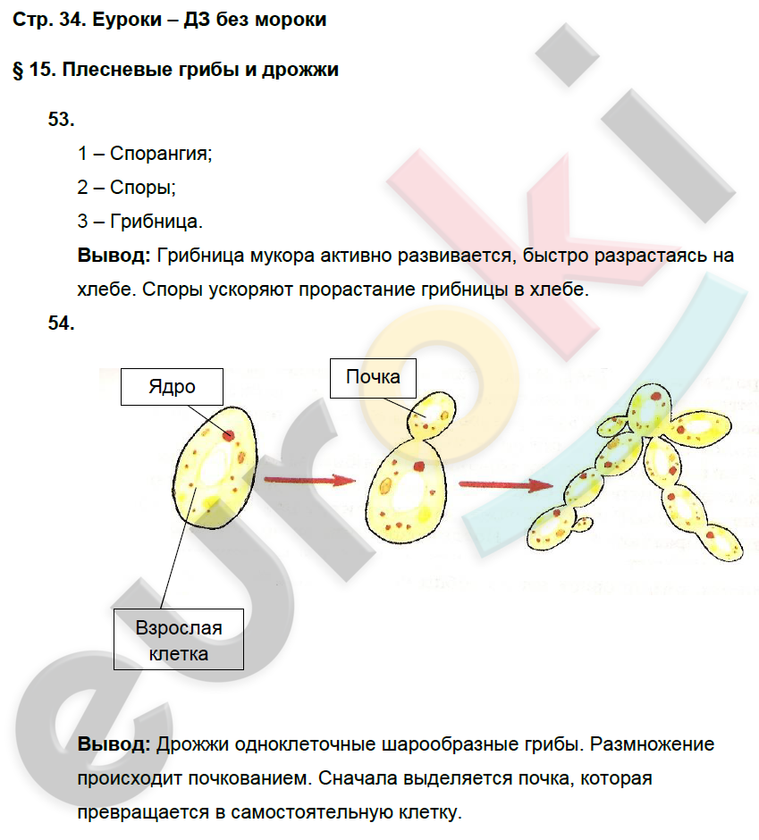 Технологическая карта урока по биологии 5 класс фгос пасечник