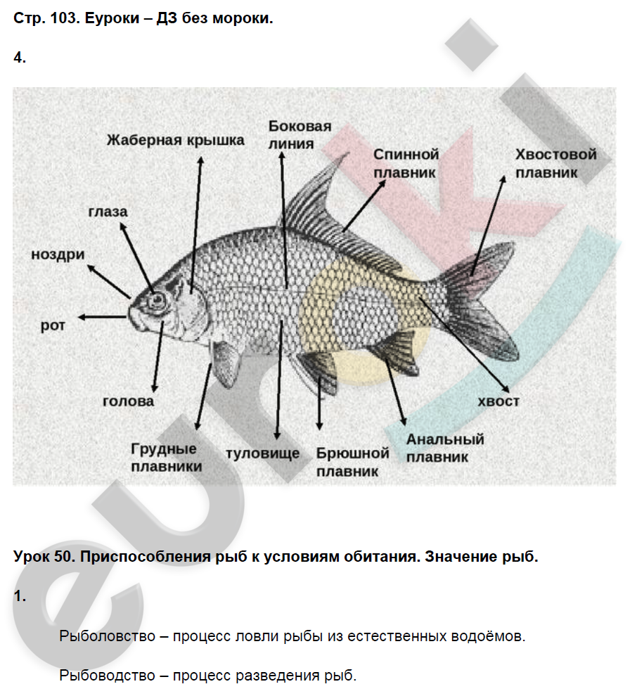Рабочая тетрадь по биологии 7 класс. ФГОС Пасечник Страница 103