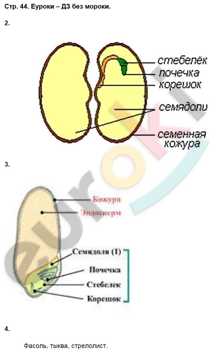 Рабочая тетрадь по биологии 7 класс. ФГОС Пасечник Страница 44