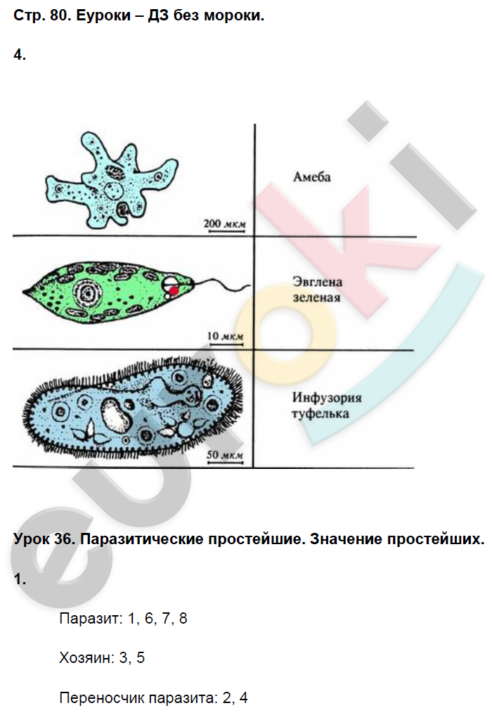 Рабочая тетрадь по биологии 7 класс. ФГОС Пасечник Страница 80