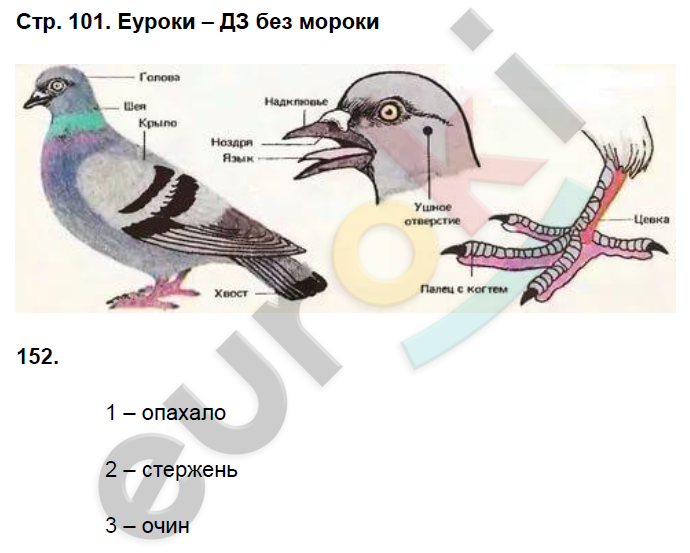 Тест класс птицы вариант 1. Внешнее строение птицы биология 7 класс. Внешнее строение птицы биология 8 класс. Голубь биология внешнее строение. Внешнее строение птицы голубь.