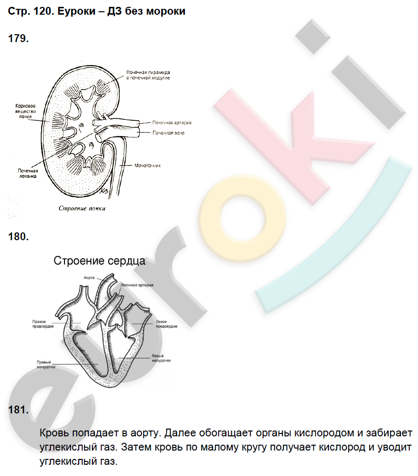 Рабочая тетрадь по биологии 8 класс. ФГОС Захаров, Сонин Страница 120