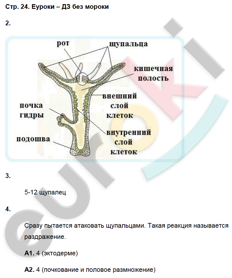 Рабочая тетрадь по биологии 8 класс. ФГОС Захаров, Сонин Страница 24