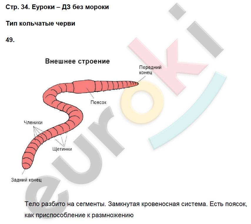 Рабочая тетрадь по биологии 8 класс. ФГОС Захаров, Сонин Страница 34