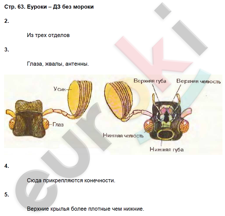 Рабочая тетрадь по биологии 8 класс. ФГОС Захаров, Сонин Страница 63