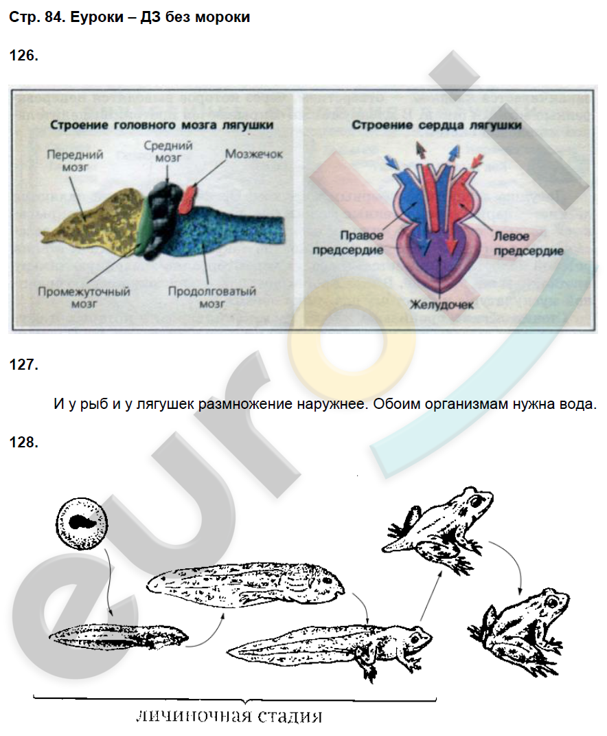 Рабочая тетрадь по биологии 8 класс. ФГОС Захаров, Сонин Страница 84