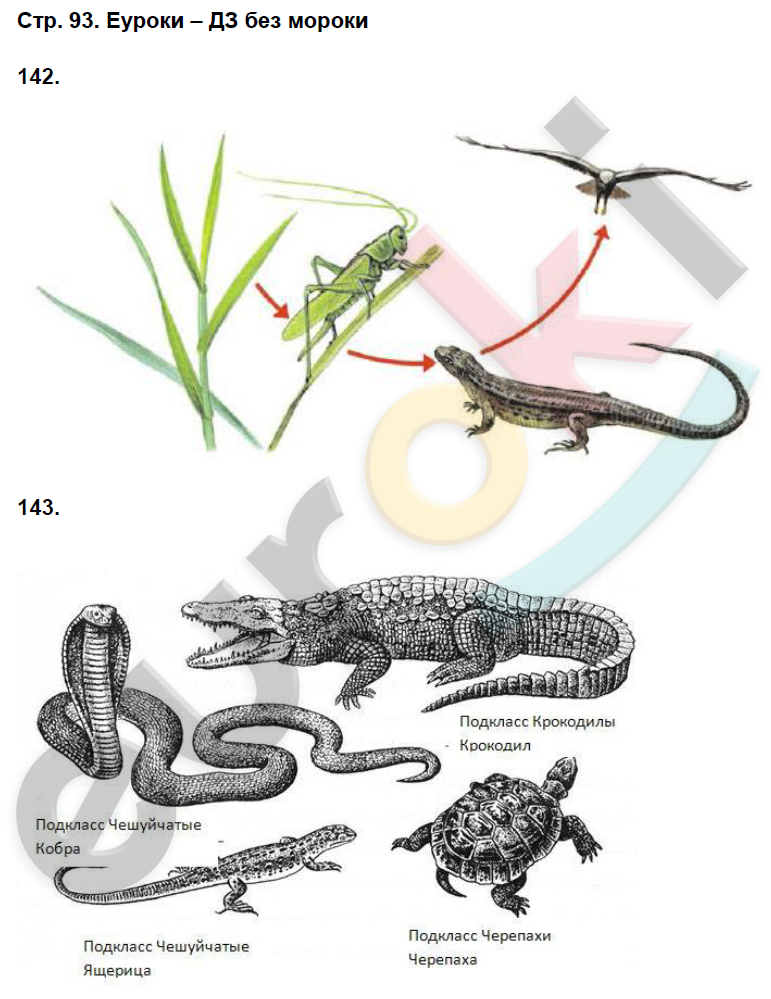 Рабочая тетрадь по биологии 8 класс. ФГОС Захаров, Сонин Страница 93