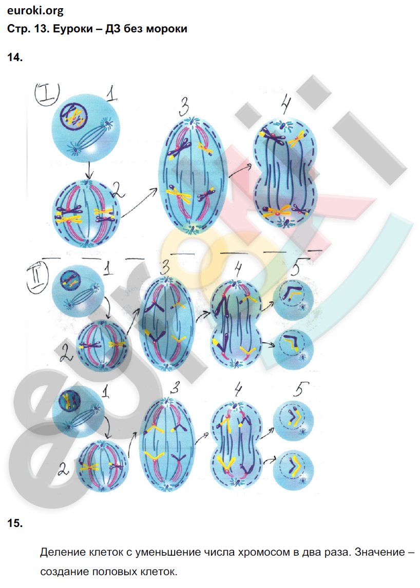 Рабочая тетрадь по биологии 6 класс. ФГОС Сонин (с белкой) Страница 13