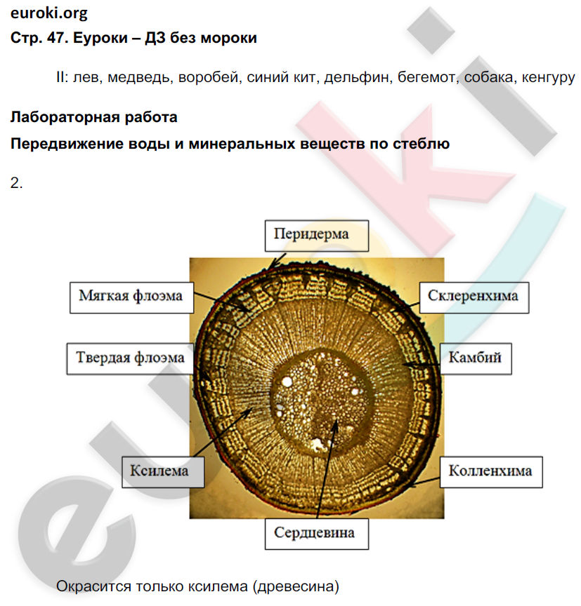 Рабочая тетрадь по биологии 6 класс. ФГОС Сонин (с белкой) Страница 47