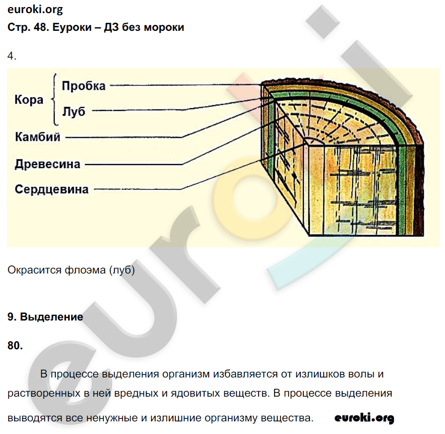 Рабочая тетрадь по биологии 6 класс. ФГОС Сонин (с белкой) Страница 48