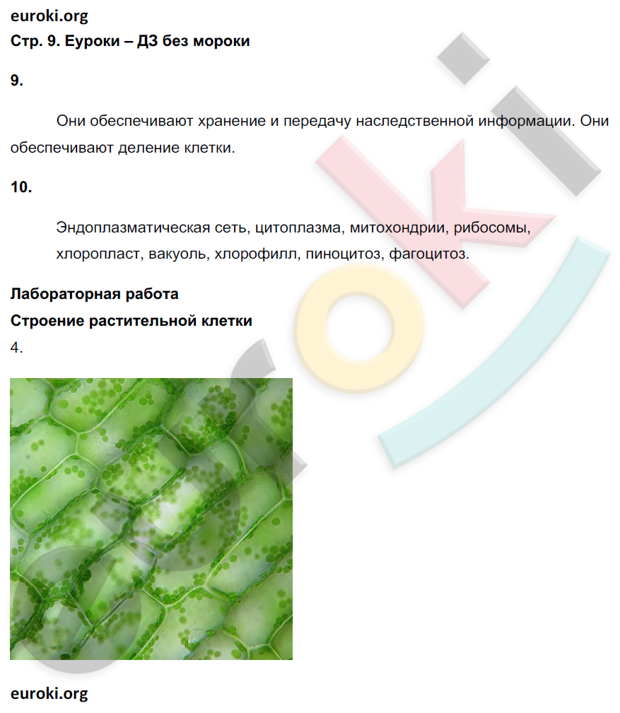 Рабочая тетрадь по биологии 6 класс. ФГОС Сонин (с белкой) Страница 9