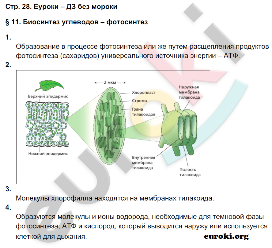 Рабочая тетрадь по биологии 9 класс Пономарева, Панина Страница 28
