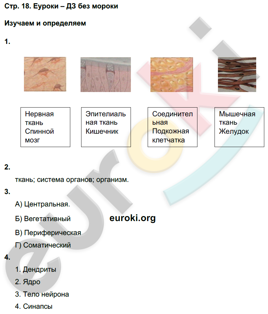 Тетрадь-тренажёр по биологии 8 класс. ФГОС Сухорукова, Кучменко, Дмитриева Страница 18