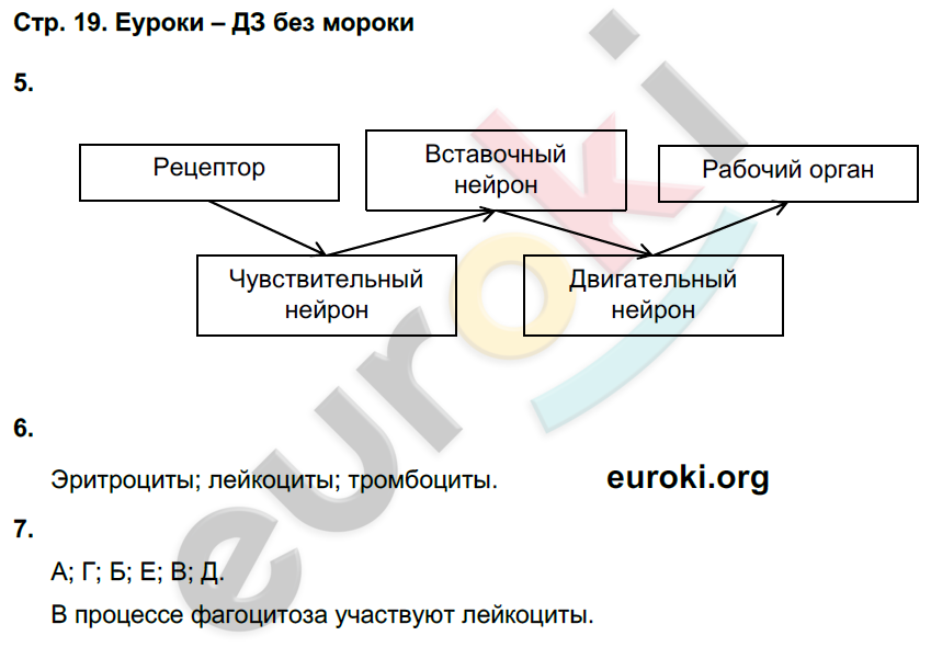 Тетрадь-тренажёр по биологии 8 класс. ФГОС Сухорукова, Кучменко, Дмитриева Страница 19