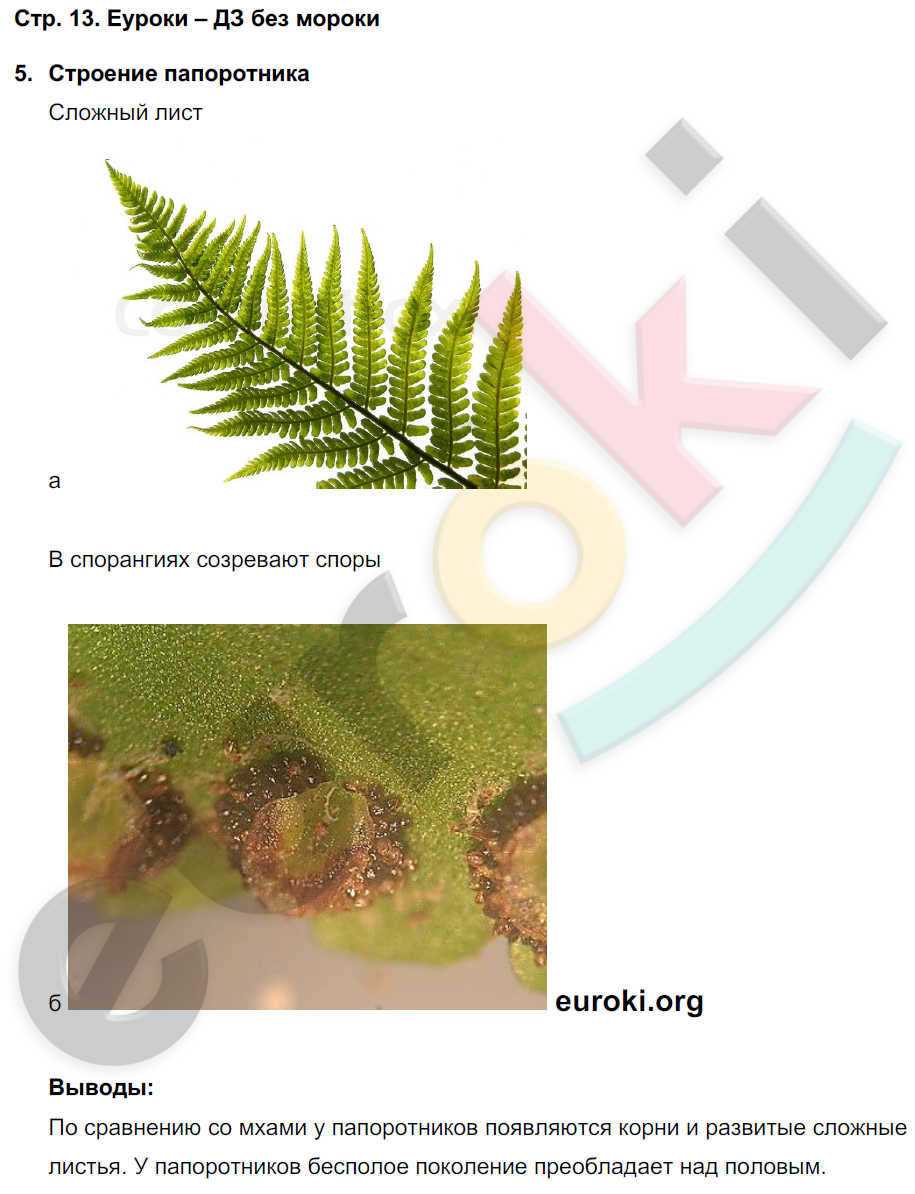 Тетрадь-практикум по биологии 7 класс. ФГОС Сухорукова Страница 13